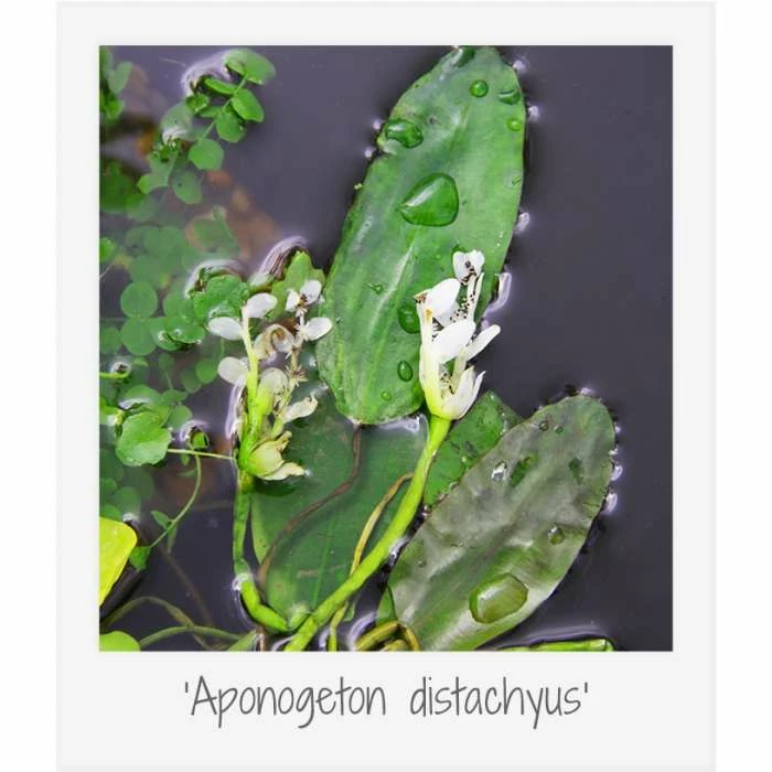 Medium Ornamental Colour Pond Plant Collection 3x 1L Pots - Image 7