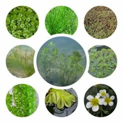 Medium Oxygenating Pond Plant Collection 3x 1L Pots
