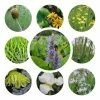 Medium Wildlife Pond Plant Collection 3x 1L Pots