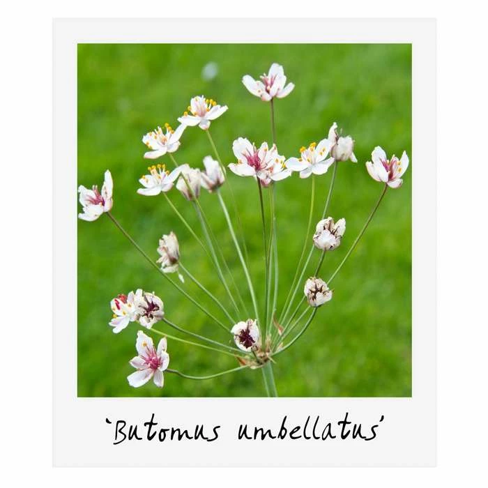 Small Wildlife Pond Plant Collection 6x 9cm Pots - Image 2