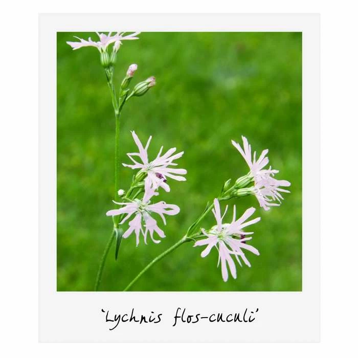 Small Wildlife Pond Plant Collection 6x 9cm Pots - Image 3