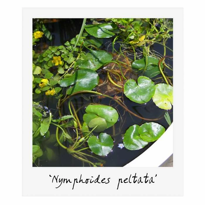 Small Wildlife Pond Plant Collection 6x 9cm Pots - Image 7