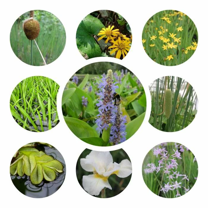 Small Wildlife Pond Plant Collection 6x 9cm Pots