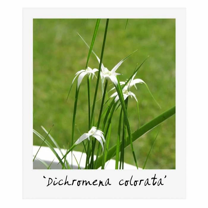 Small Ornamental Colour Pond Plant Collection 6x 9cm Pots - Image 3