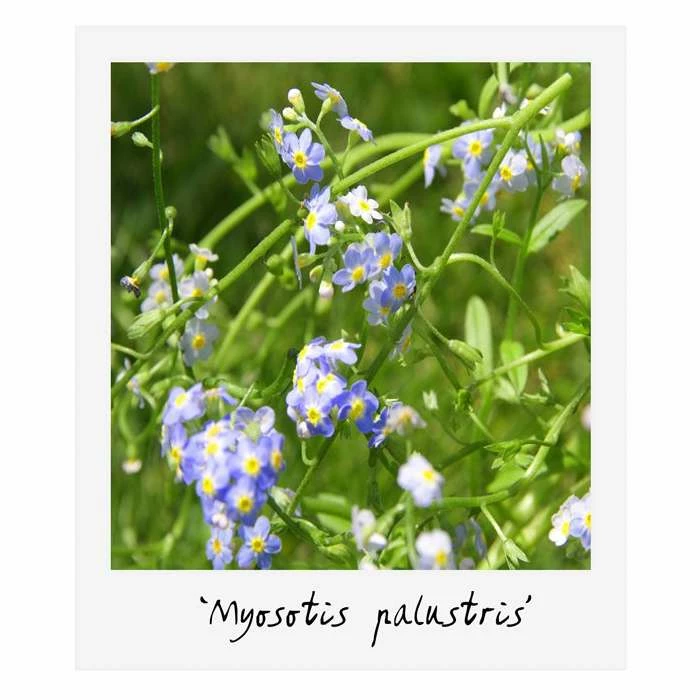 Small Ornamental Colour Pond Plant Collection 6x 9cm Pots - Image 4