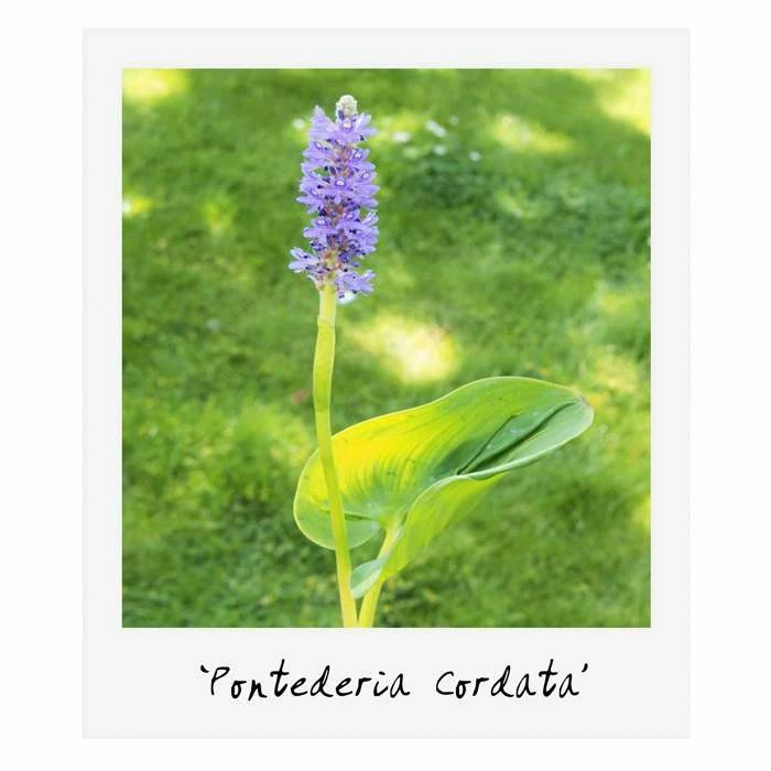 Small Ornamental Colour Pond Plant Collection 6x 9cm Pots - Image 5