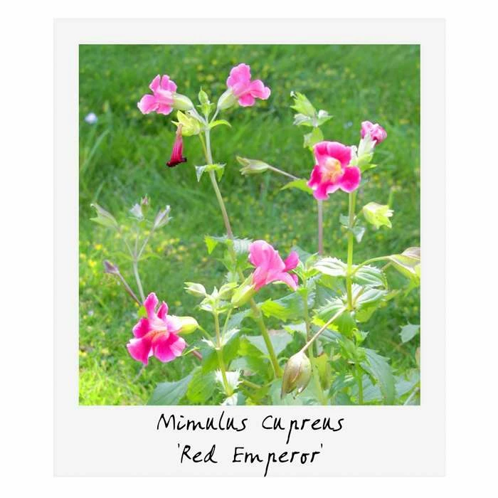 Small Ornamental Colour Pond Plant Collection 6x 9cm Pots - Image 6