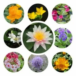 Small Ornamental Colour Pond Plant Collection 6x 9cm Pots