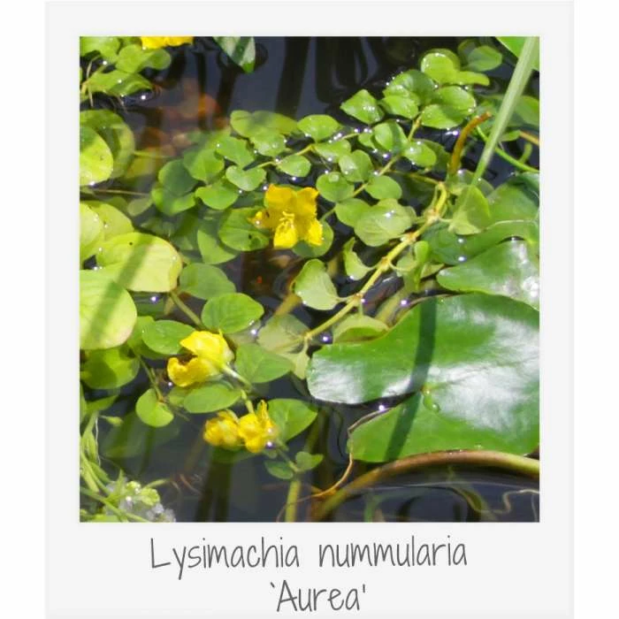 Large Wildlife Collection Pond Plant Collection 4x 3L Pots - Image 4