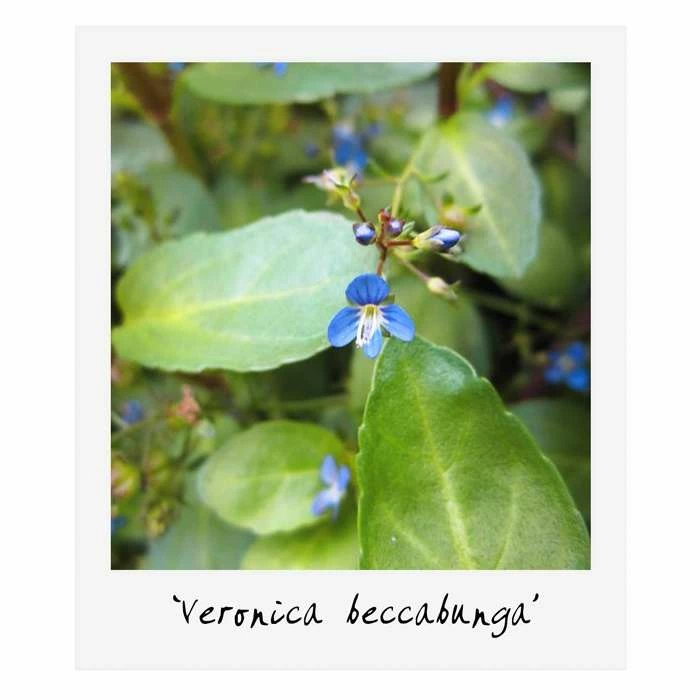 Large Wildlife Collection Pond Plant Collection 4x 3L Pots - Image 6