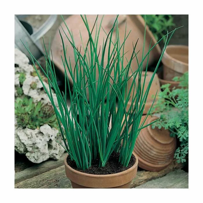 Chives Seeds | Allium Schoenoprasum | By Mr Fothergills