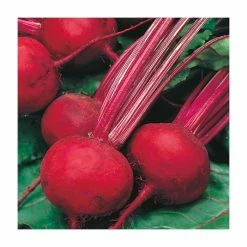 Beetroot 'Boltardy' Seeds | Beta Vulgaris | By Mr Fothergills