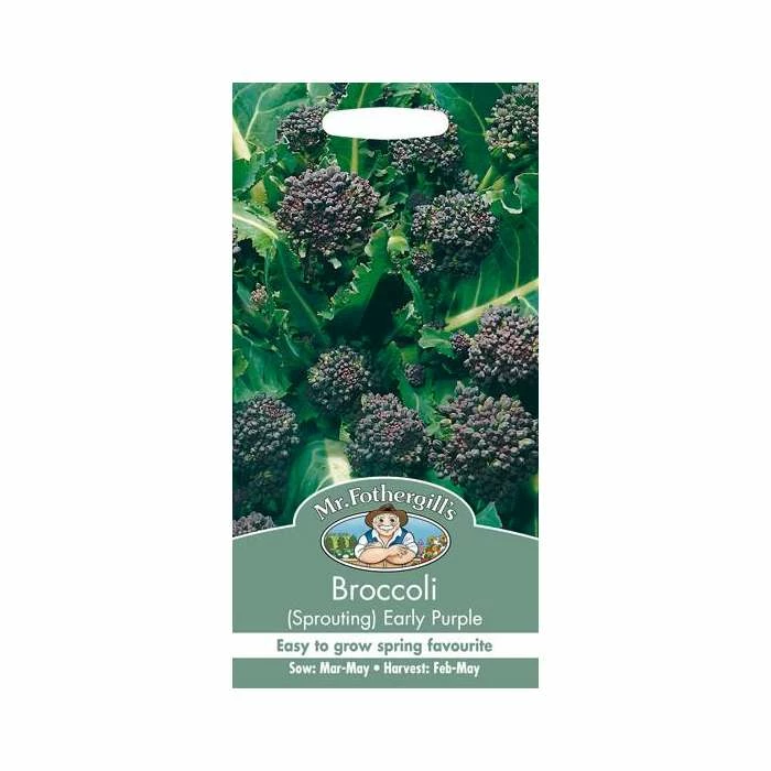 Sprouting Broccoli 'Early Purple' Seeds | Brassica Oleracea Italica | By Mr Fothergills - Image 2