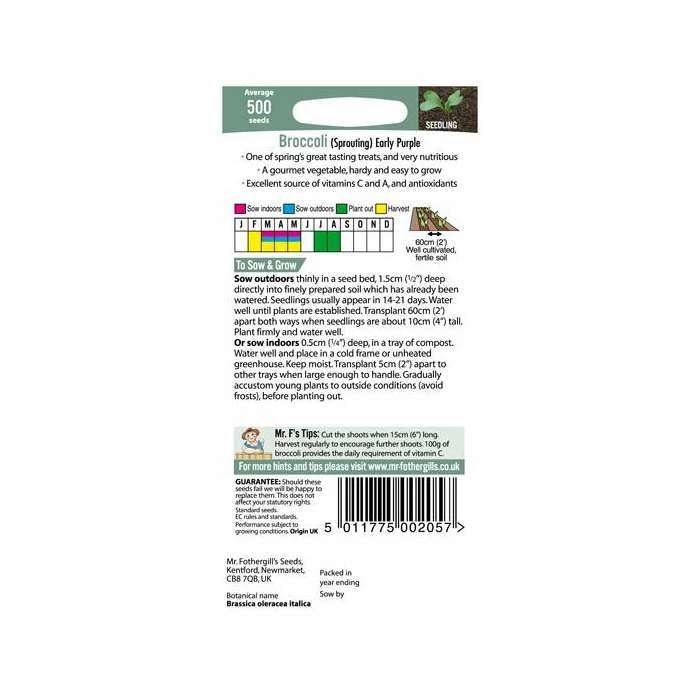 Sprouting Broccoli 'Early Purple' Seeds | Brassica Oleracea Italica | By Mr Fothergills - Image 3