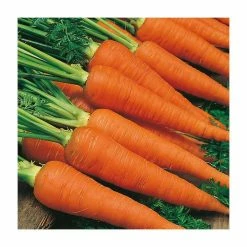 Carrot 'Autumn King 2' Seeds | Daucus Carota | By Mr Fothergills