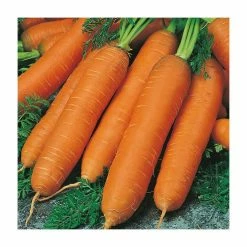 Carrot 'Flyaway F1' Seeds | Daucus Carota | By Mr Fothergills