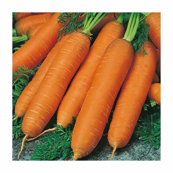 Carrot 'Flyaway F1' Seeds | Daucus Carota | By Mr Fothergills