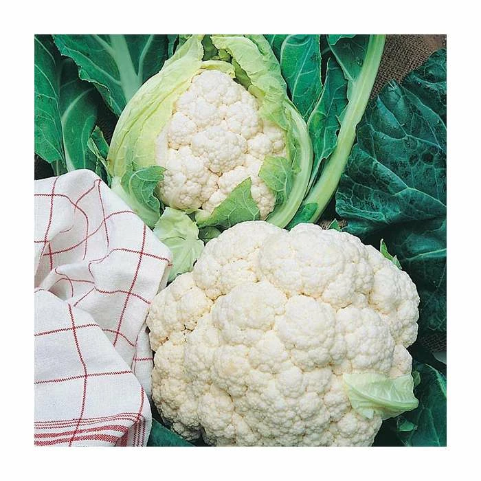 Cauliflower 'All Year Round' Seeds | Brassica Oleracea Botrytis | By Mr Fothergills