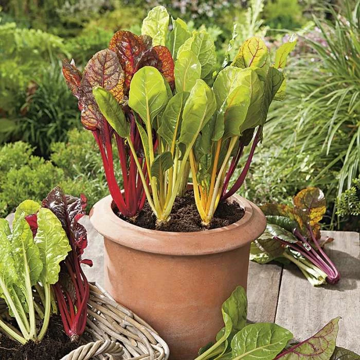 Chard 'Bright Lights' Seeds | Beta Vulgaris | By Mr Fothergills - Image 4