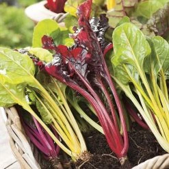 Chard 'Bright Lights' Seeds | Beta Vulgaris | By Mr Fothergills