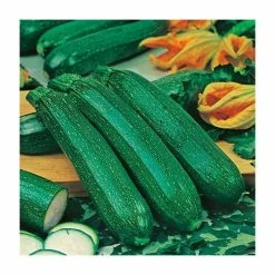 Courgette 'All Green Bush' Seeds | Cucurbita Pepo | By Mr Fothergills