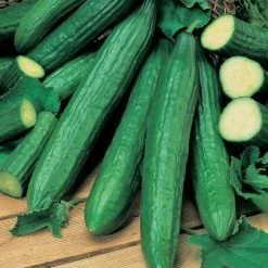 Cucumber 'Telegraph Improved' Seeds | Cucumis Sativus | By Mr Fothergills