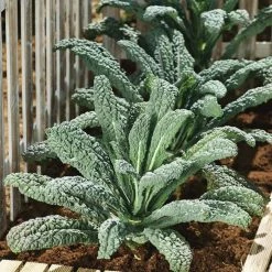 Kale 'Nero Di Toscana' Seeds | Brassica Oleracea Acephala | By Mr Fothergills