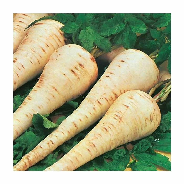 Parsnip 'Gladiator F1' Seeds | Pastinaca Sativa | By Mr Fothergills