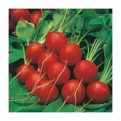 Radish 'Scarlet Globe' Seeds | Raphanus Sativus | By Mr Fothergills