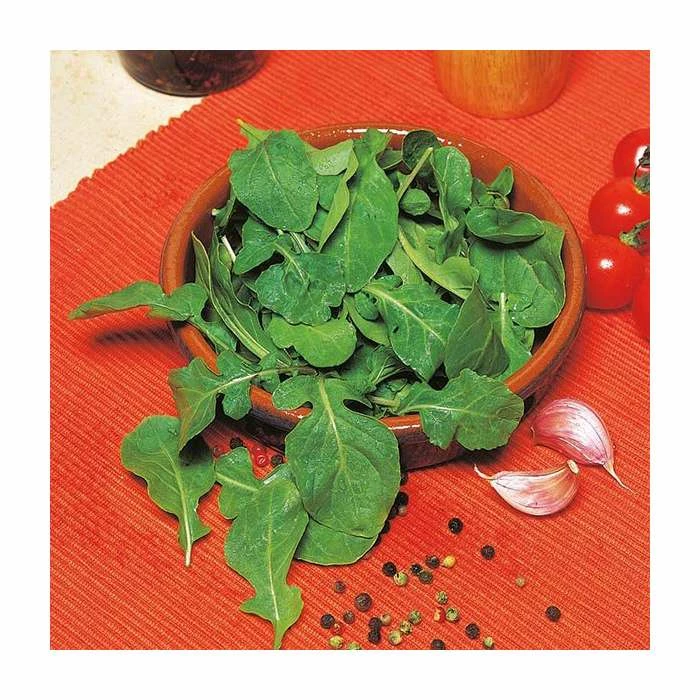 Rocket Seeds | Eruca Sativa | By Mr Fothergills