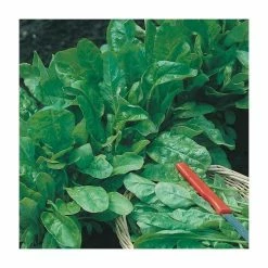 Spinach Beet 'Perpetual Spinach' Seeds | Beta Vulgaris | By Mr Fothergills