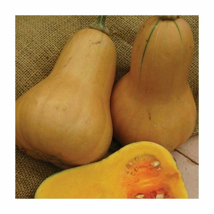 Butternut Squash 'Hawk F1' Seeds | Cucurbita Moschata | By Mr Fothergills