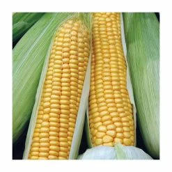 Sweet Corn 'Swift F1' Seeds | Zea Mays | By Mr Fothergills