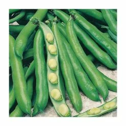 BroadBean 'Bunyard's Exhibition' Seeds | Vicia Faba | By Mr Fothergills