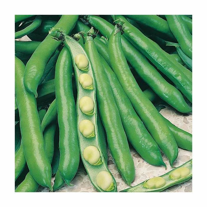 BroadBean 'Bunyard's Exhibition' Seeds | Vicia Faba | By Mr Fothergills