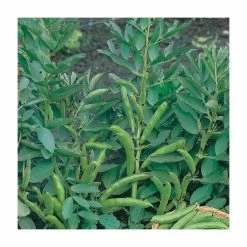 Dwarf Broad Bean 'The Sutton' Seeds | Vicia Faba | By Mr Fothergills