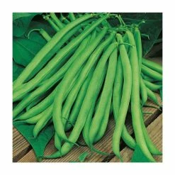 Climbing French Bean 'Blue Lake' Seeds | Phaseolus Vulgaris | By Mr Fothergills