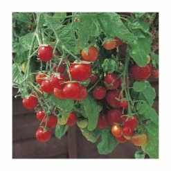 Tomato 'Tumbling Tom' Seeds | Solanum Lycopersicum | By Mr Fothergills