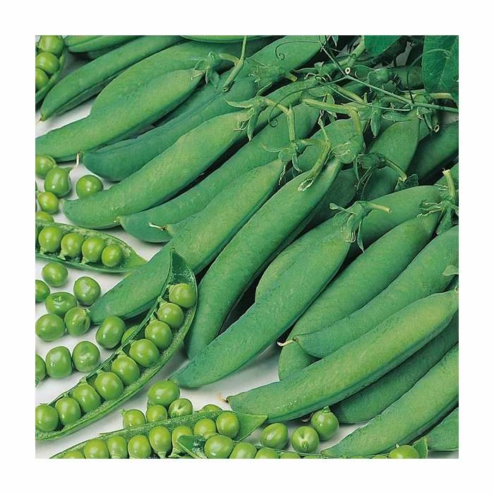 Pea 'Hurst Green Shaft' Seeds | Pisum Sativum | By Mr Fothergills