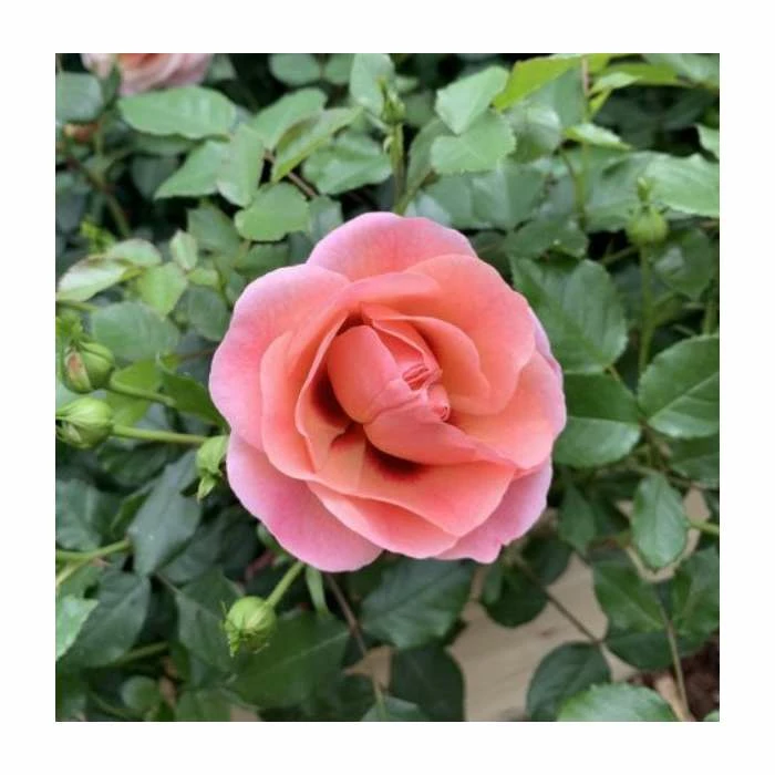 3ft Mature 'De Cayenne' Pepper | Edible Chilli Plant | 7L Pot - Image 3