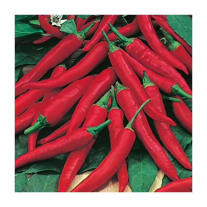 3ft Mature 'De Cayenne' Pepper | Edible Chilli Plant | 7L Pot