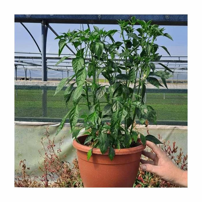 3ft Mature 'De Cayenne' Pepper | Edible Chilli Plant | 7L Pot - Image 2