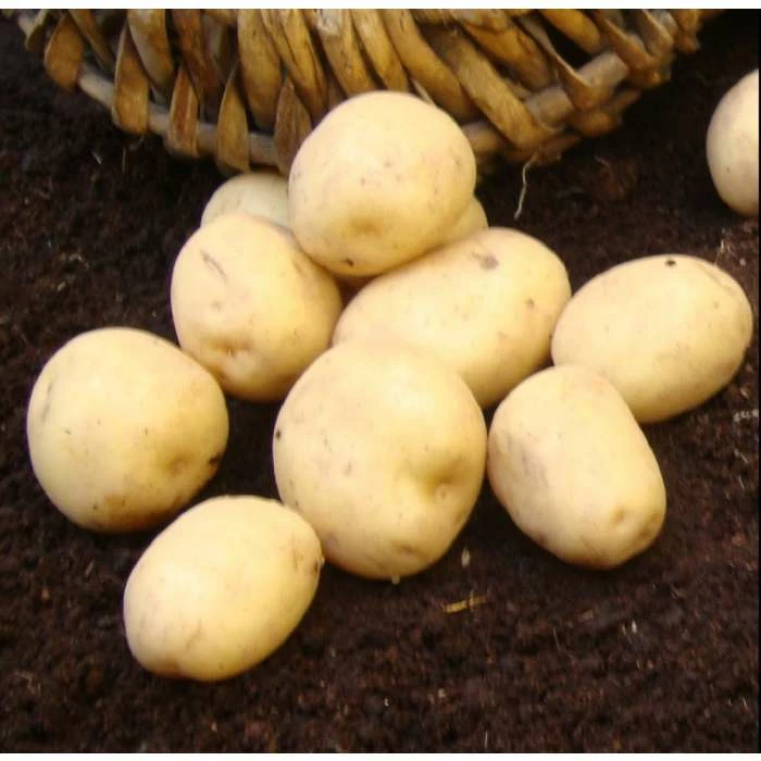 1kg 'Swift' Seed Potatoes | First Early - Image 2