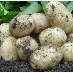 1kg 'Swift' Seed Potatoes | First Early