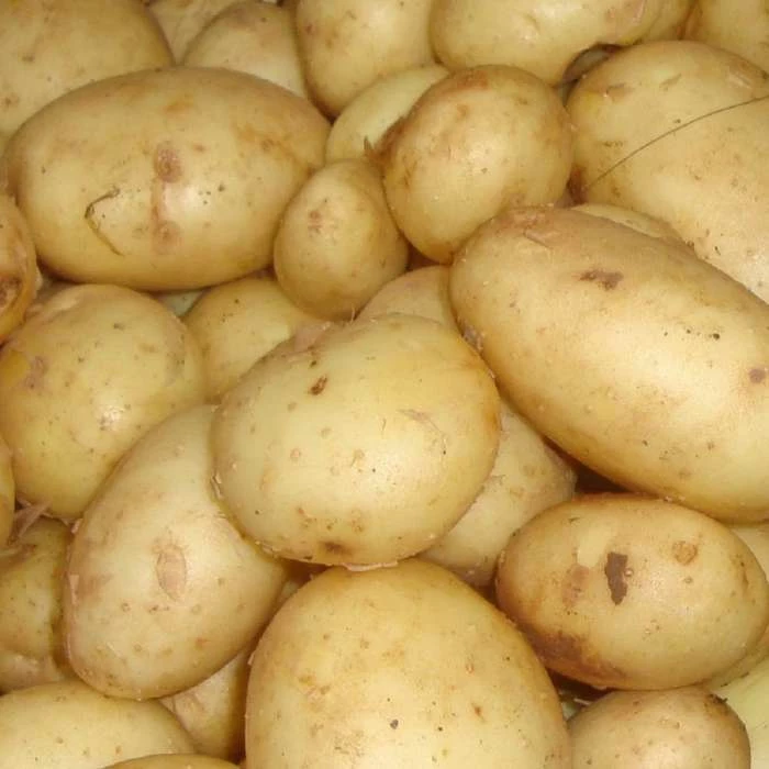 1kg 'Maris Peer' Seed Potatoes | Second Early - Image 2