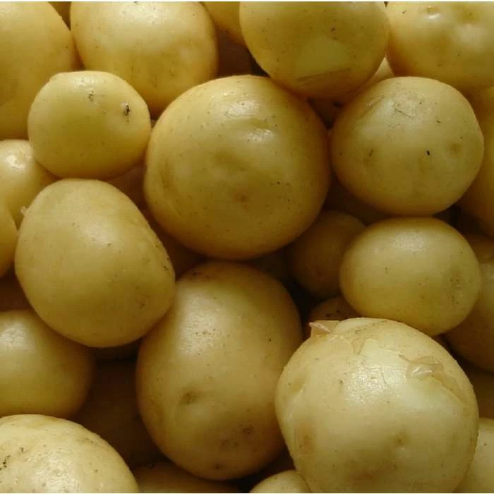 1kg 'Maris Peer' Seed Potatoes | Second Early