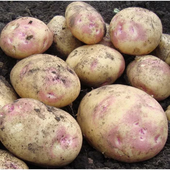 1kg 'Picasso' Seed Potatoes | Maincrop