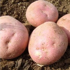 1kg Organic 'Setanta' Seed Potatoes | Maincrop