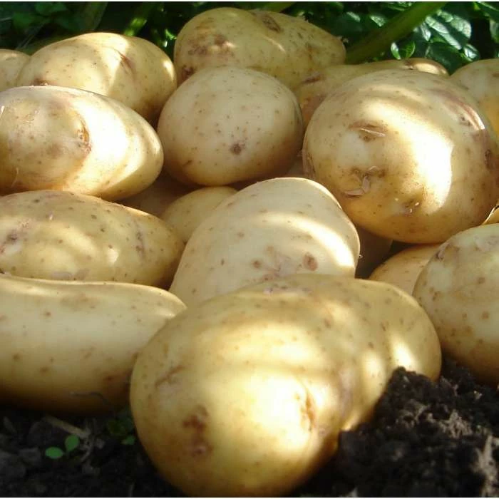 1kg 'International Kidney' Seed Potatoes | Maincrop | Salad