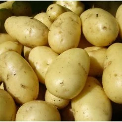 1kg 'Nicola' Seed Potatoes | Second Early | Salad
